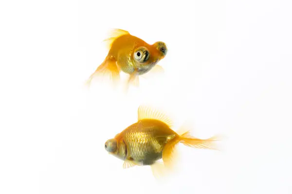 Dois Peixes Dourados Isolados Sobre Fundo Branco — Fotografia de Stock