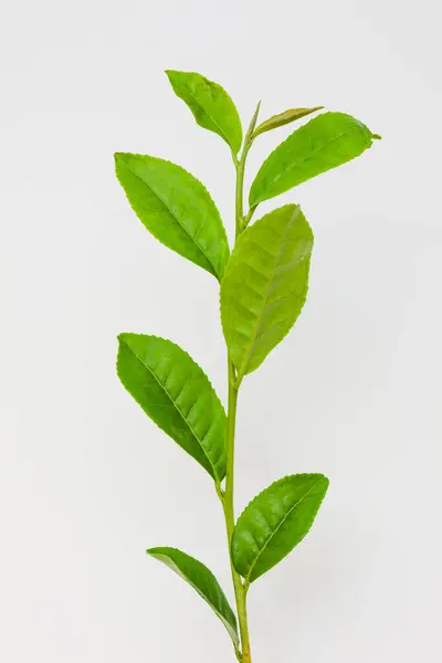 Листя Зеленого Чаю Ізольовані Білому Фоні — стокове фото