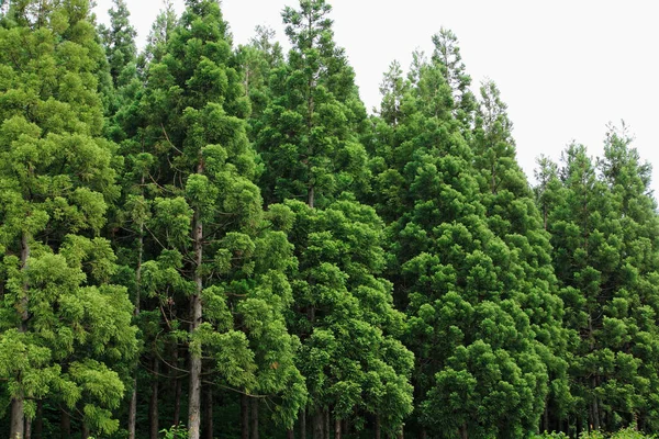 Green Pine Forest Trees Background — Stock Photo, Image