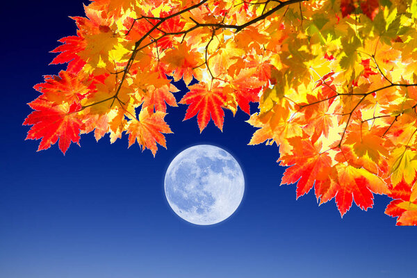 autumn background with maple leaves and full moon