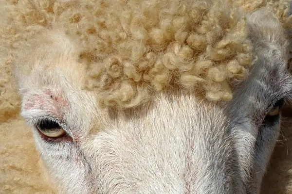 Closeup Shot Cute Sheep Farm — Stock Photo, Image