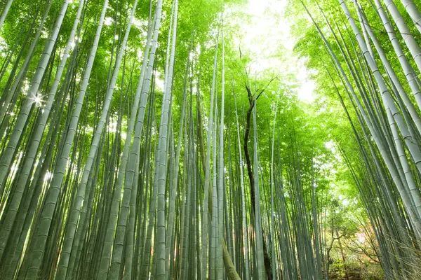 日本根本美丽的绿色竹林 — 图库照片