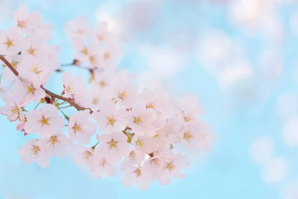 Hermosas Flores Cerezo Primavera Árbol — Foto de Stock