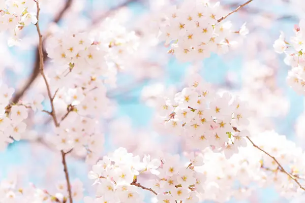 Hermosas Flores Cerezo Primavera Árbol — Foto de Stock