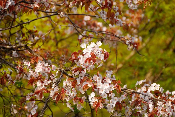 Árvores Florescentes Bonitas Parque Primavera — Fotografia de Stock