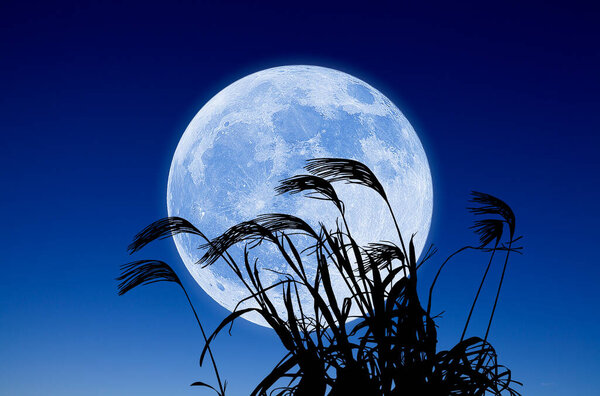 Reed against full moon in night sky