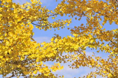 Parkta güzel sonbahar yaprakları 