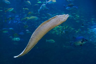 Akvaryumda suyun altında yüzen balıklara yakın.