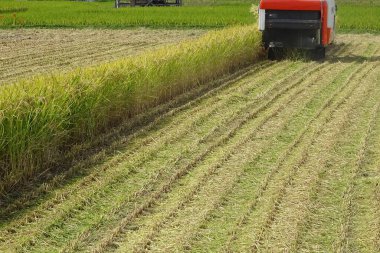 Hasat zamanı sırasında hasat pirinç alan içinde birleştirmek.