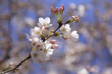 Bahçede güzel bahar çiçekleri