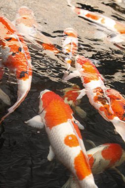 koi carps gölde yüzmek.         