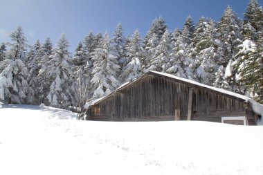 Karlı ormanda ahşap ev