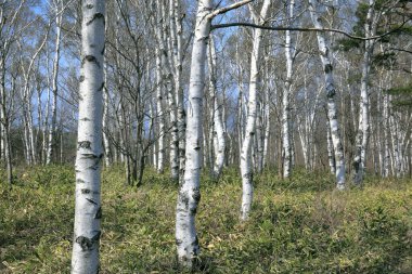 Ormandaki huş ağaçlarının güzel manzarası