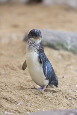 Hayvanat bahçesindeki sevimli penguen manzarası