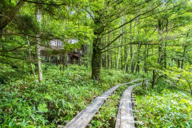 Ormanın güzel manzarası 