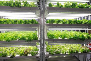 Parlak ışıklar altında sıralanmış yeşil bitkiler