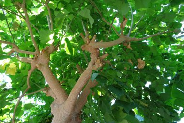 Yapraklı güzel yeşil ağacın yakın plan çekimi.