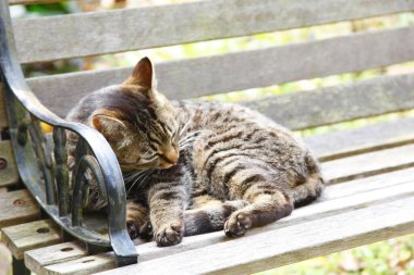 Gri kedi bankta uyuyor.