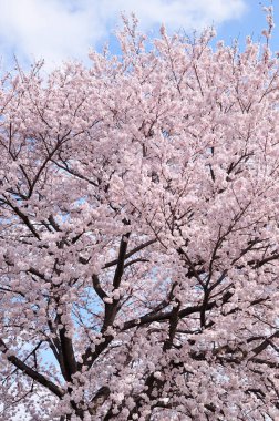 Parkta güzel çiçekler açan ağaçlar, baharda kiraz çiçekleri.           