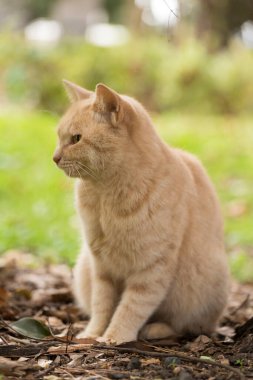 Bahçedeki kırmızı kedi