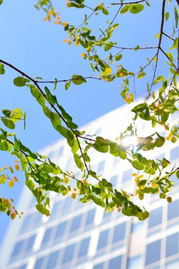 Şehirdeki taze yeşil yaprakların ve modern binaların yakın görüntüsü.                    