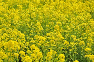 Bahçedeki sarı çiçekler