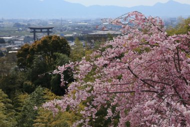 İlkbaharda çiçek açan güzel ağaçlar ve şehir manzarası     