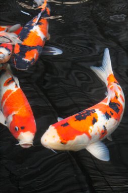 koi carps gölde yüzmek.         