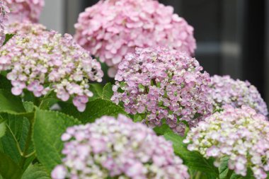 Güzel ortanca çiçekleri yazın çiçek açar..
