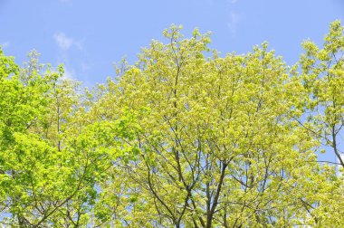 Mavi gökyüzünde yeşil ağaçlar 