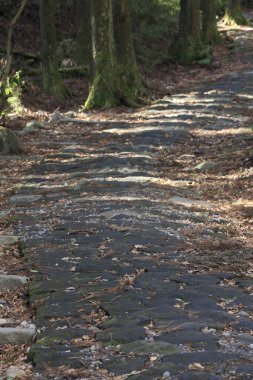 Eski taş yolu olan ormanın güzel manzarası     