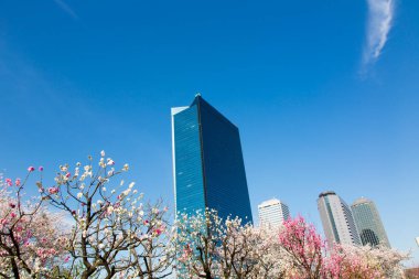 Japonya, Tokyo 'da modern gökdelenleri olan kiraz çiçekleri 