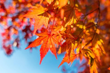 Kırmızı akçaağaç sonbaharda bulanık arkaplanlı
