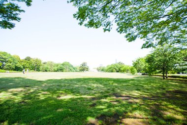 Yazın yeşil park güneşli bir günde