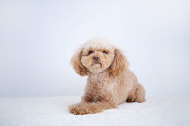 Beyaz arka planda izole edilmiş şirin köpeğin yakın plan fotoğrafı. 