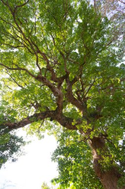 Yaz parkındaki büyük yeşil ağacın alçak açılı görüntüsü             