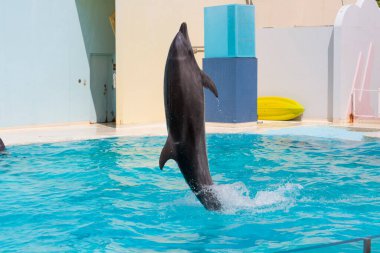 Yunus neşeyle sudan atlıyor