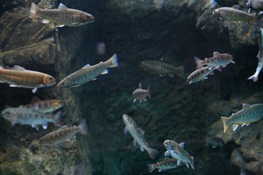 Akvaryum suyunda yüzen balıkların yakın çekim görüntüsü          