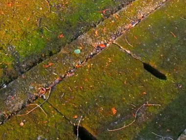 Sonbahar yaprakları ve yosunlar eski terk edilmiş asfalt yolda