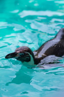 Suda yüzen sevimli penguen