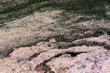 Çamurlu göl suyu, yakın görüş 