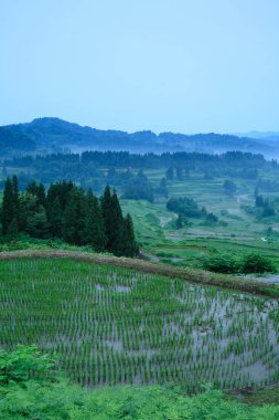 Dağların manzarası ve sabah sisli pirinç tarlaları.. 