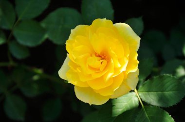 Bahçede güzel bir gül