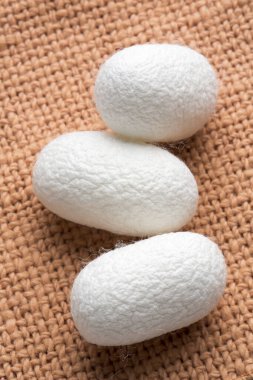 Arka planda ipek böceği kozaları