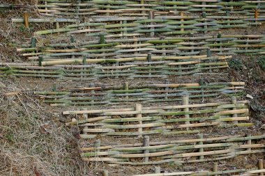 Bahçede büyüyen bitkileri destekleyen dokuma bambu yapılar.