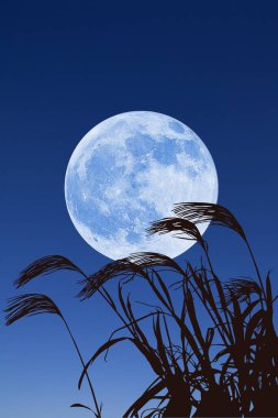 Gece gökyüzünde dolunaya karşı sazlar