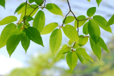 Mavi gökyüzüne karşı yeşil yapraklı ağaç dalı 
