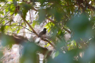 Daldaki güzel kuş ve yeşil yapraklar