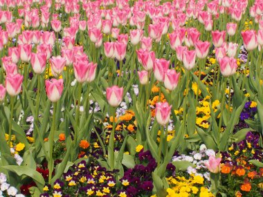 Bahçedeki güzel pembe laleler       