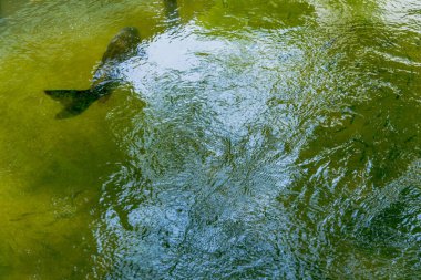Sakin gölette yüzen güzel balıkların yakın çekim görüntüsü